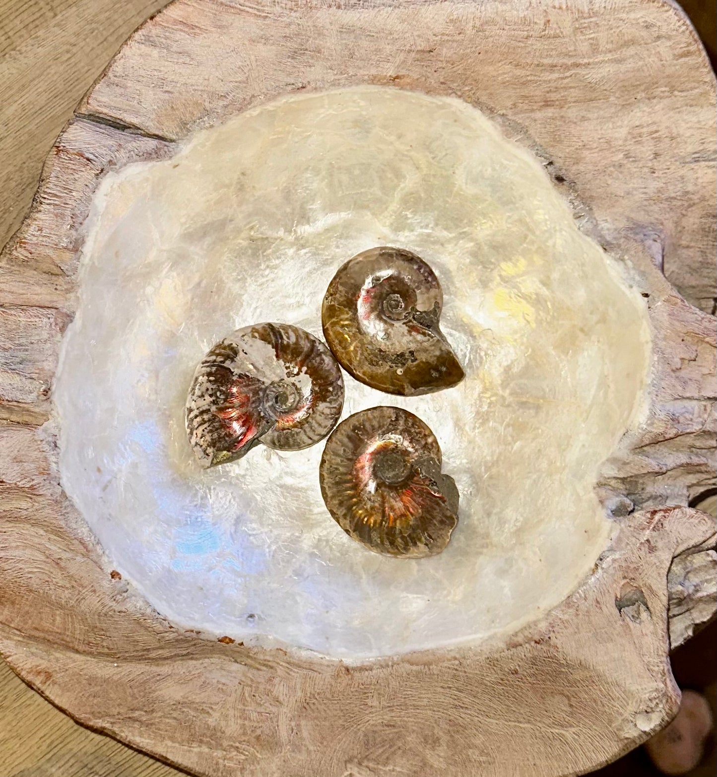 Fire Irridesent Ammonite Fossils